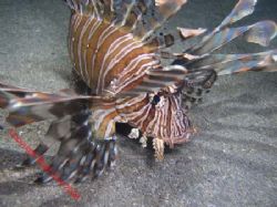 Lion Fish Sulawesi by Brad Cox 